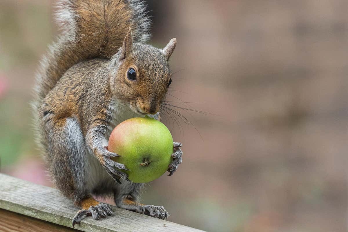 grey squirrel with an apple