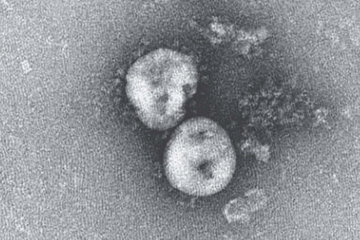 New coronavirus