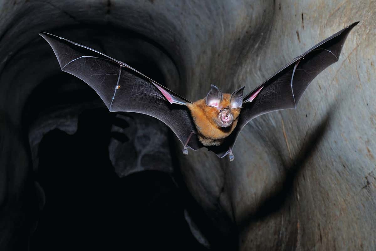 Horseshoe bat