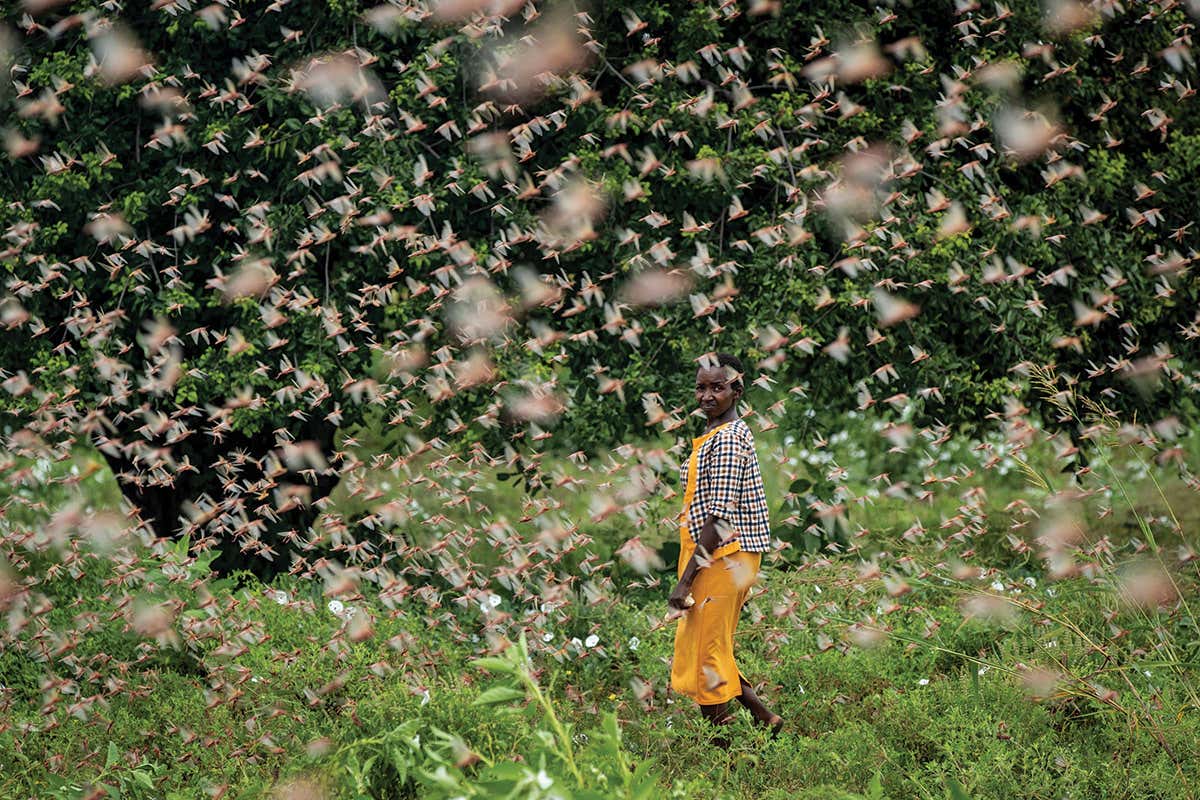 Hundreds of millions of locusts are forming swarms bigger than cities