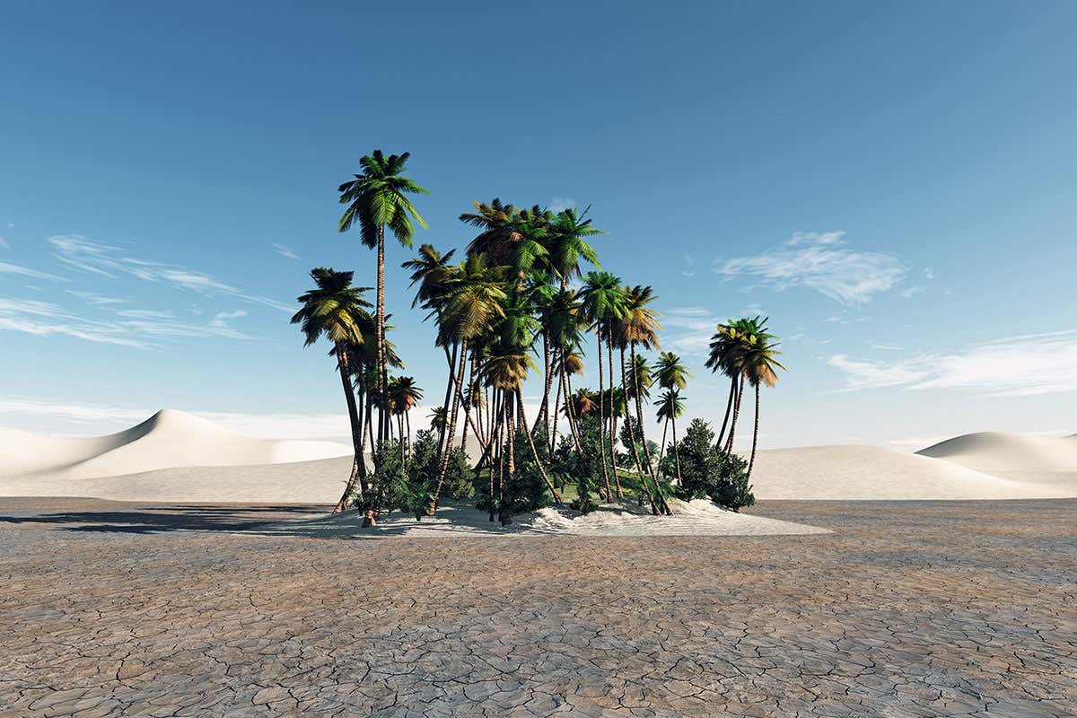 Extinct date palms grown from 2000-year-old seeds found near Jerusalem