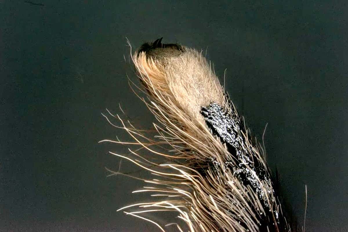 Spider hairs