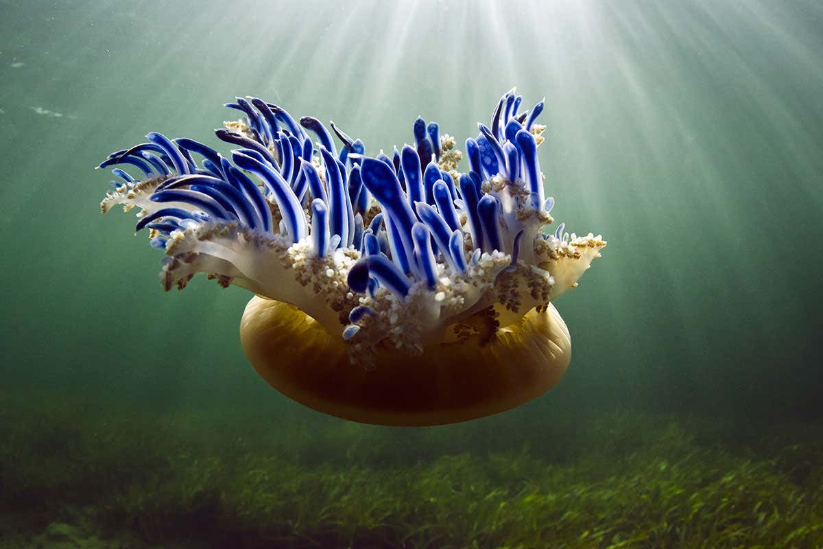 This is how jellyfish can sting you without even touching you