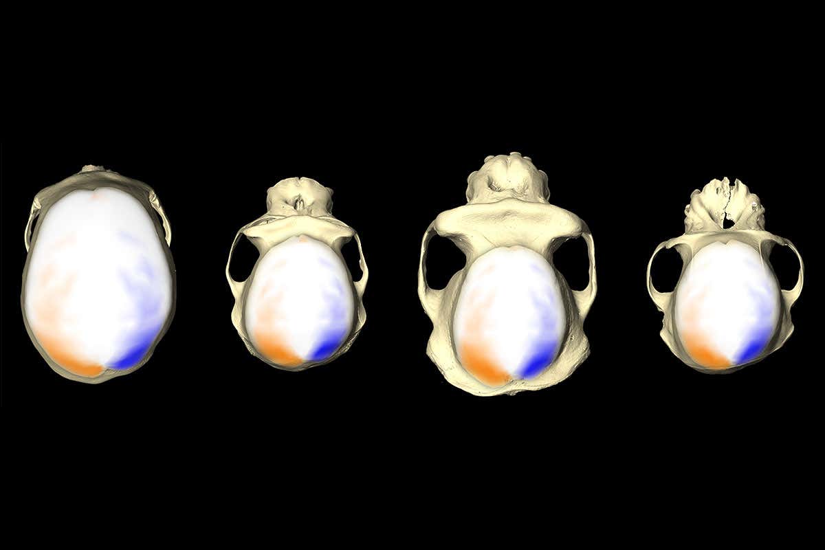 ape skulls and brains