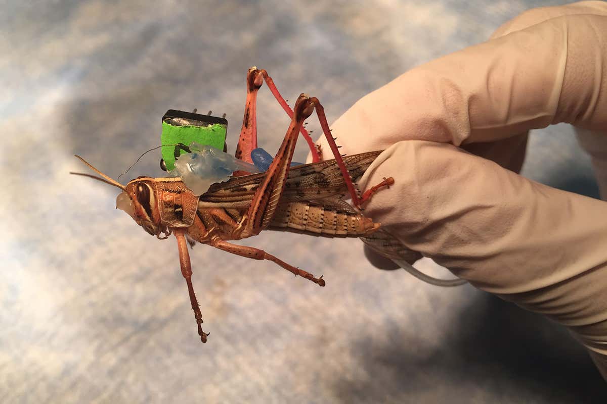 Cyborg grasshopper