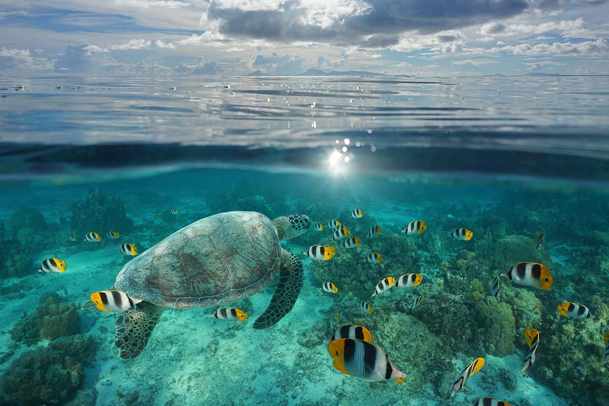 sea turtle hatchlings