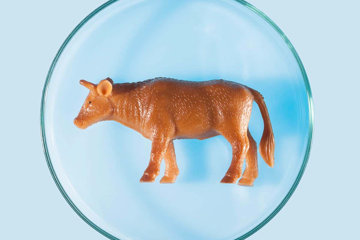 plastic cow in Petri dish