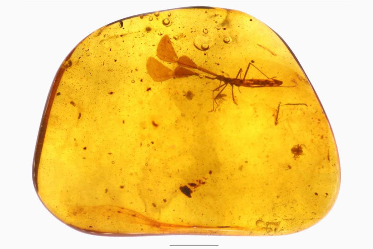 Cretaceous insect discovered with extremely weird antennae