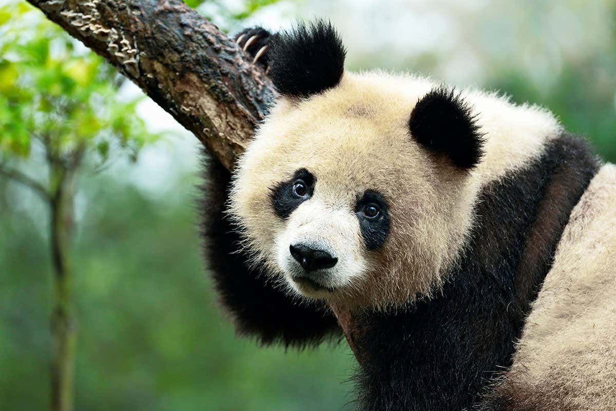 Giant panda