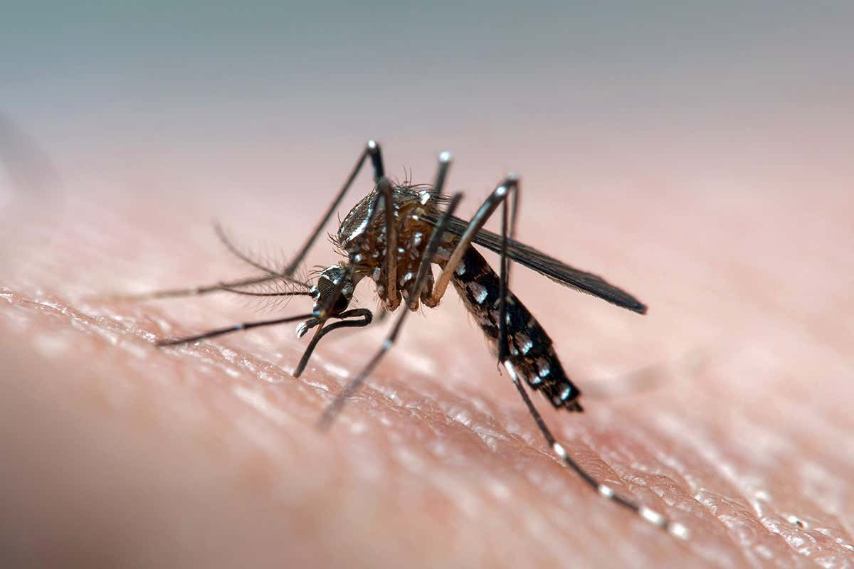 A safety switch may pave the way towards controlled use of gene drives to control mosquitoes