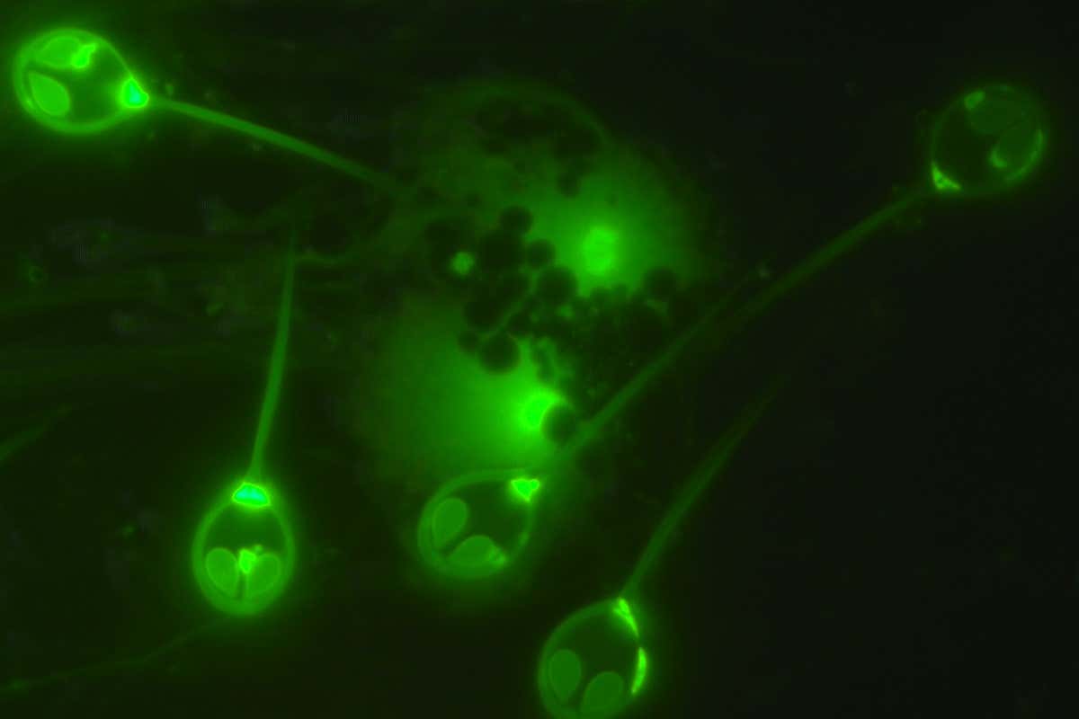 New Scientist. Science news and long reads from expert journalists, covering developments in science, technology, health and the environment on the website and the magazine.