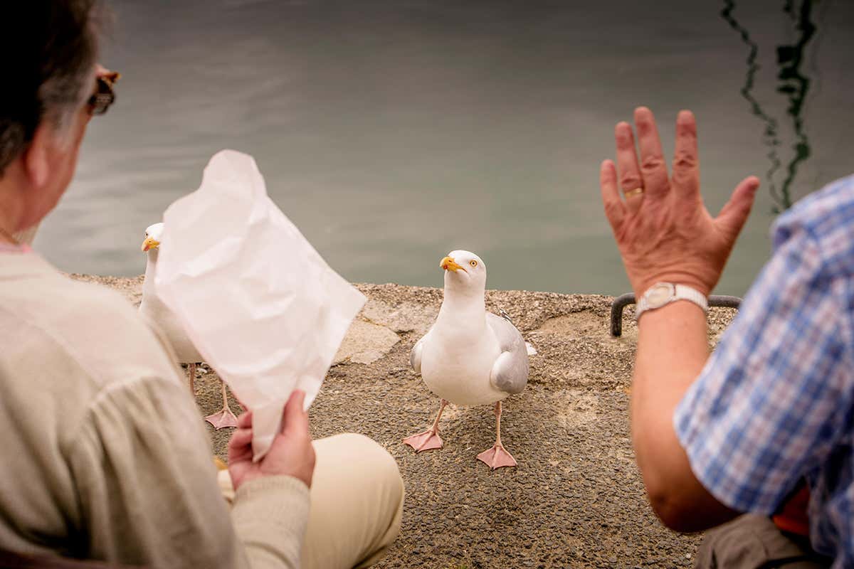 Seagull asking for food