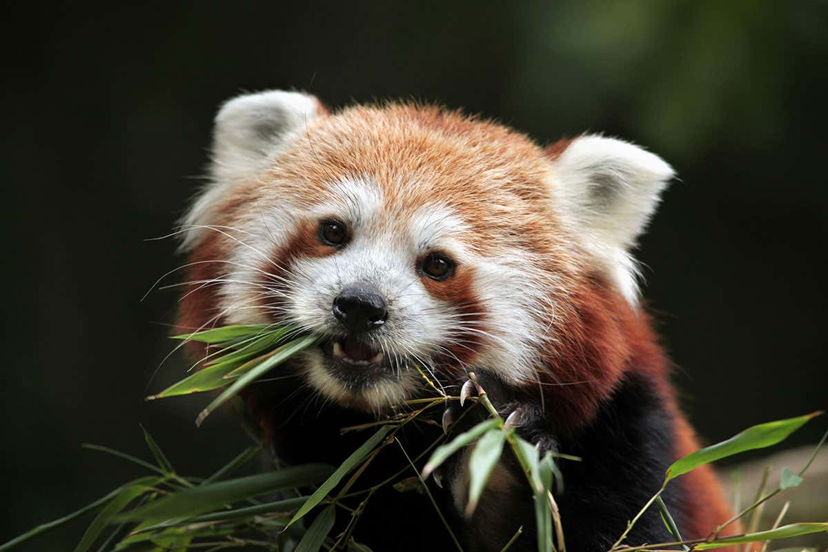 Red panda genes suggest there are actually two different species