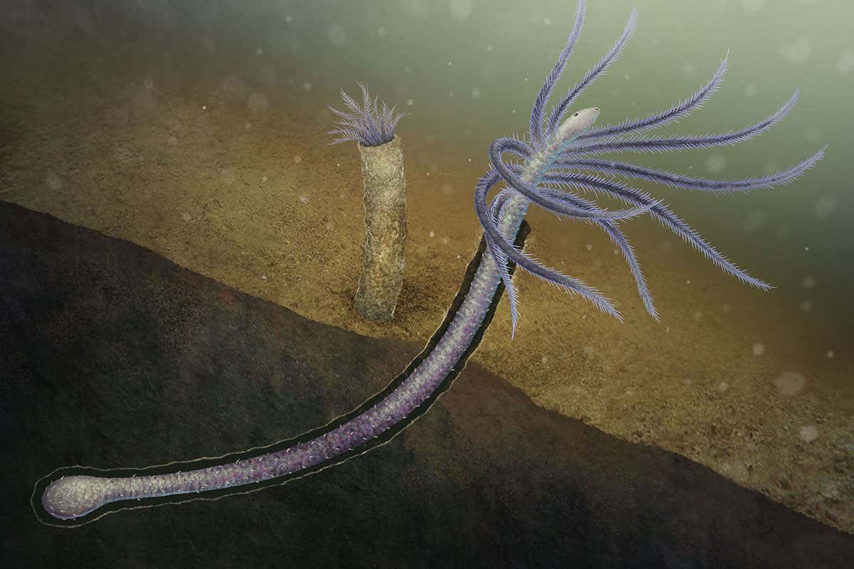 Weird worm is earliest known animal to evolve away body parts