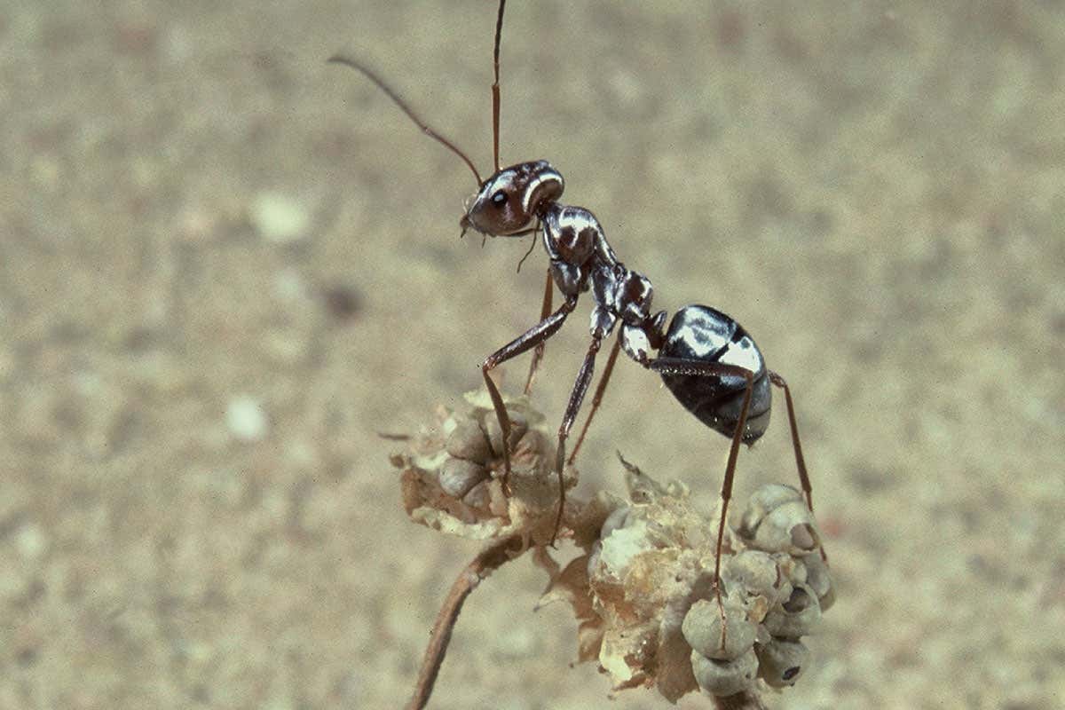 This desert ant can run at the equivalent of 600 kilometres per hour