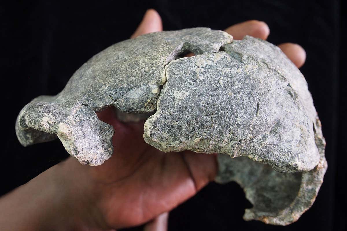Homo erectus used two different kinds of stone tools