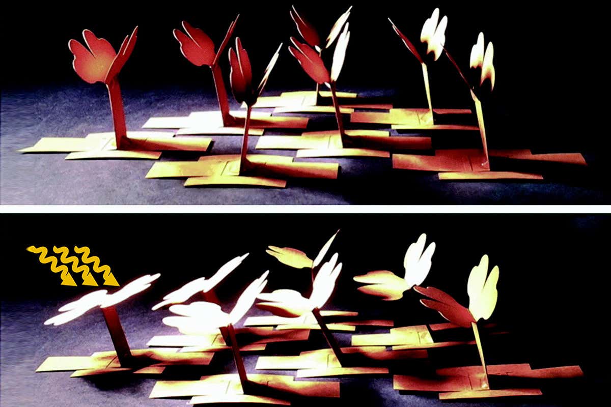Robot plants made from origami mimic transpiration to track the sun