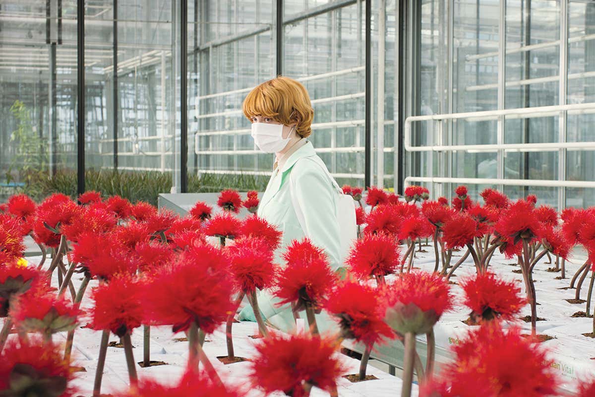 Little Joe review: We should worry about these mind-bending plants