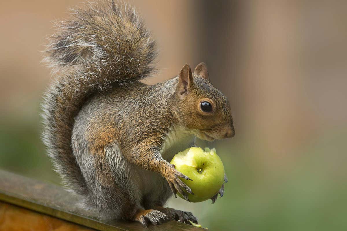 Squirrel with apple