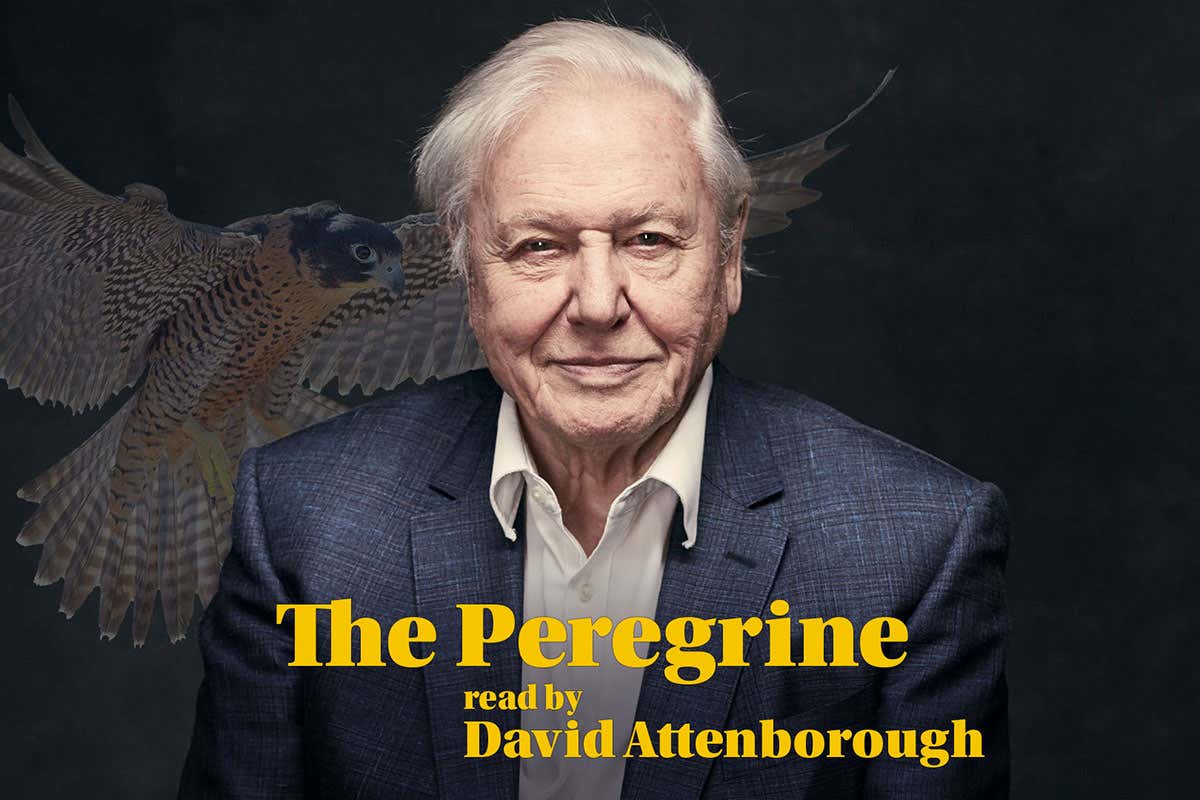 Don't miss: Altered Carbon anime and Attenborough reads The Peregrine