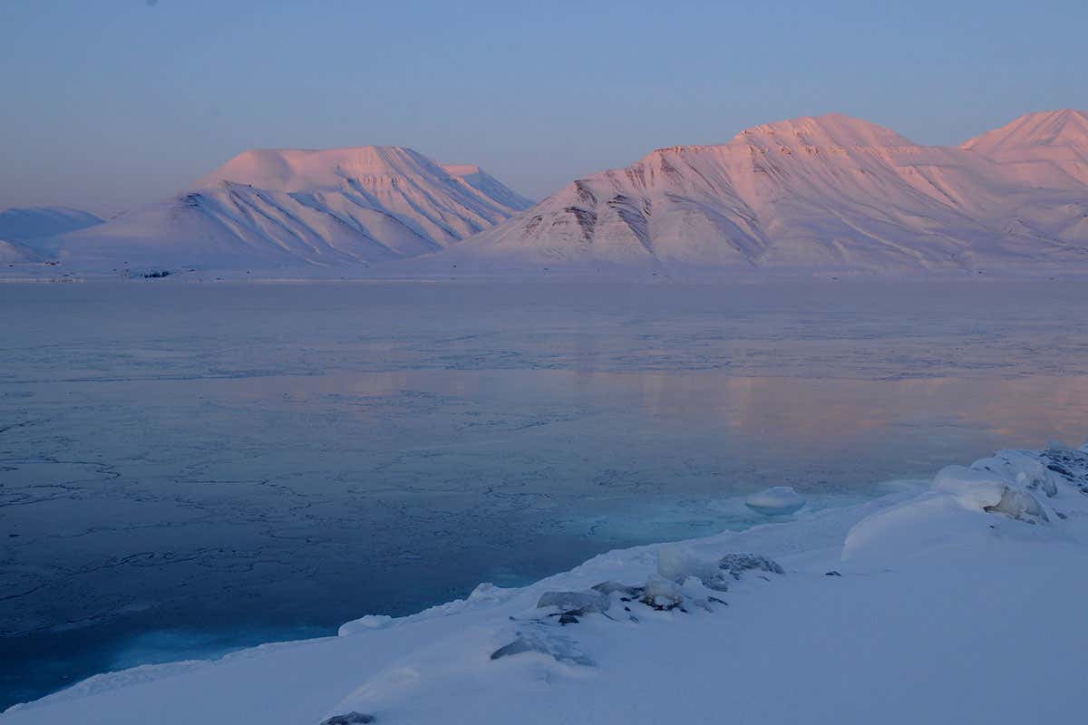 Plants sprouted from seeds stored for decades in a disused Arctic mine