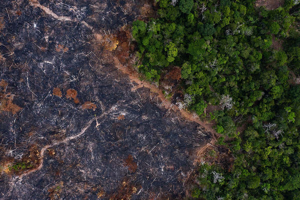 Burnt rainforest