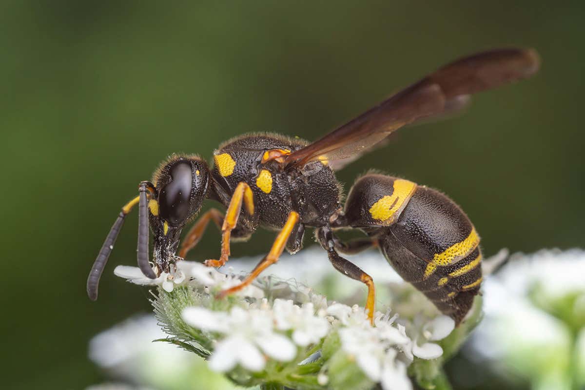 Potter Wasp (Euodynerus foraminatus)