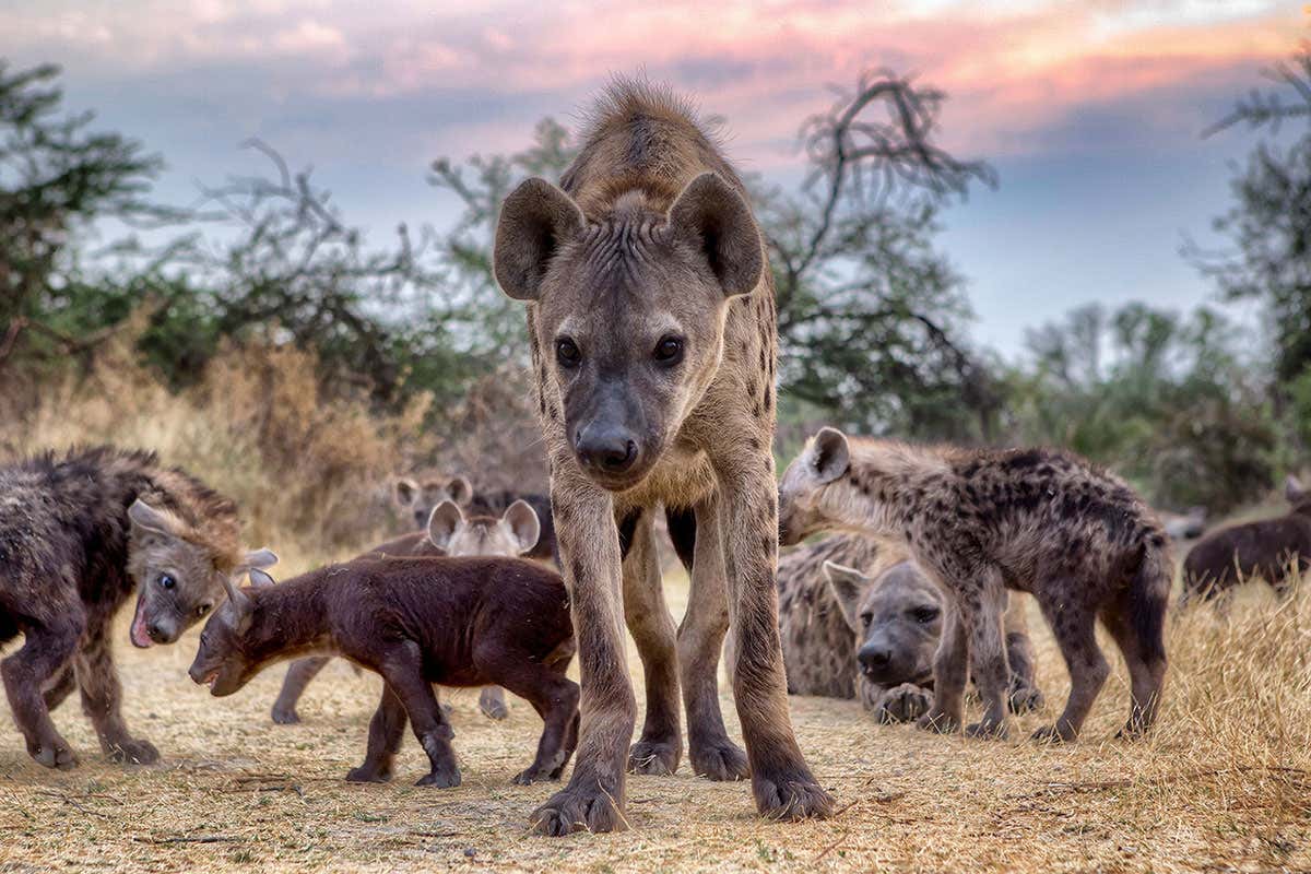 A Spotted hyena (Crocuta crocuta) family, Botswana