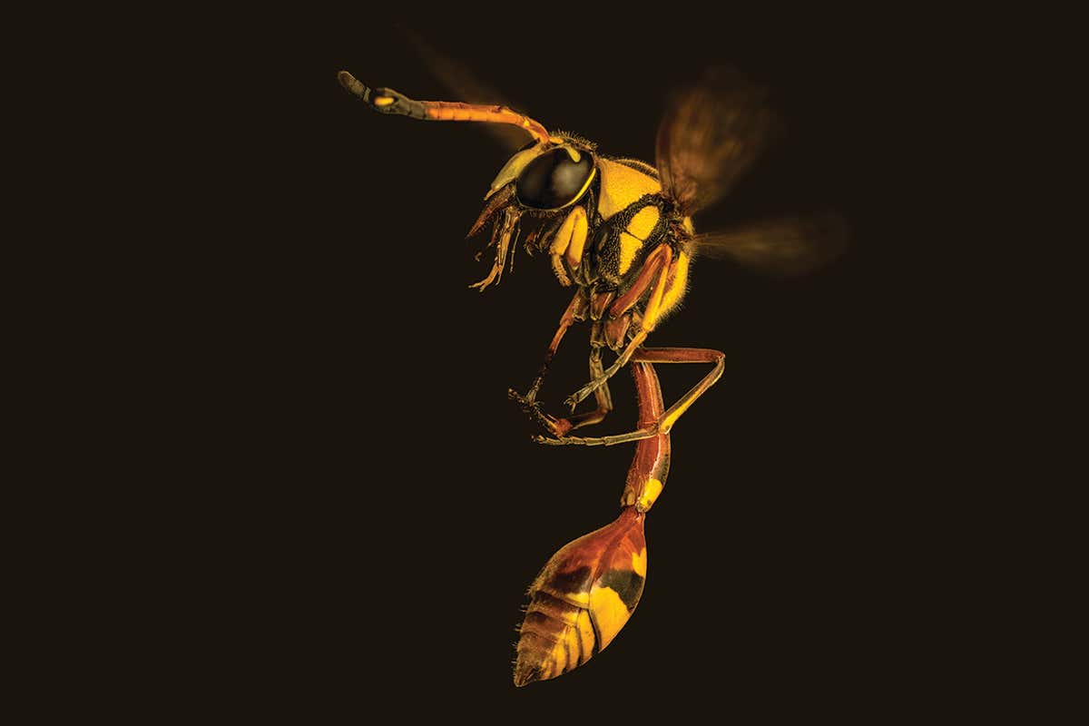 Wasps may benefit us as much as bees. Could we learn to love them?