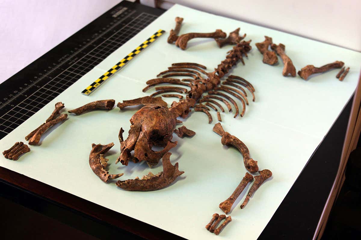2000-year-old lapdog skeleton