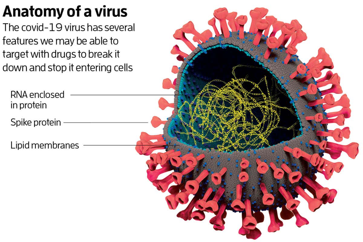 coronavirus anatomy
