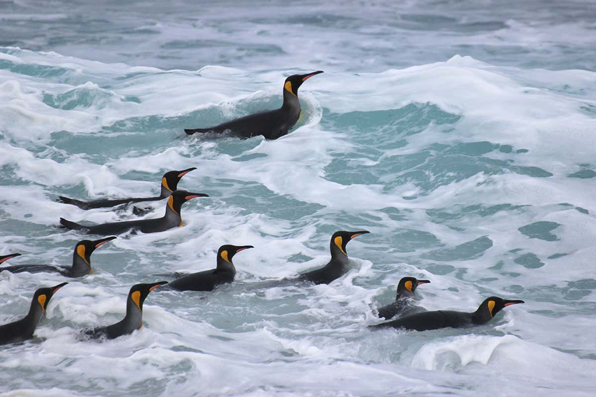 Penguins call out as they hunt under water but we’re not sure why