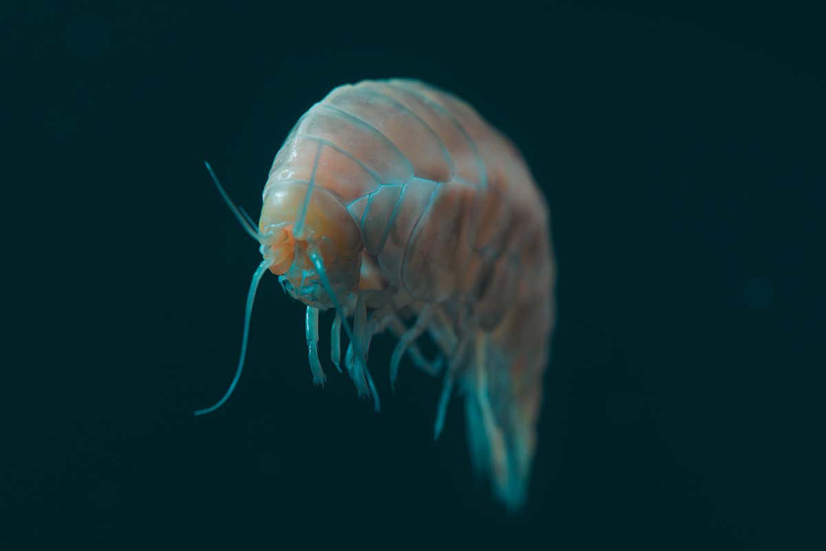 Newly discovered species found deep in the ocean contains microplastic