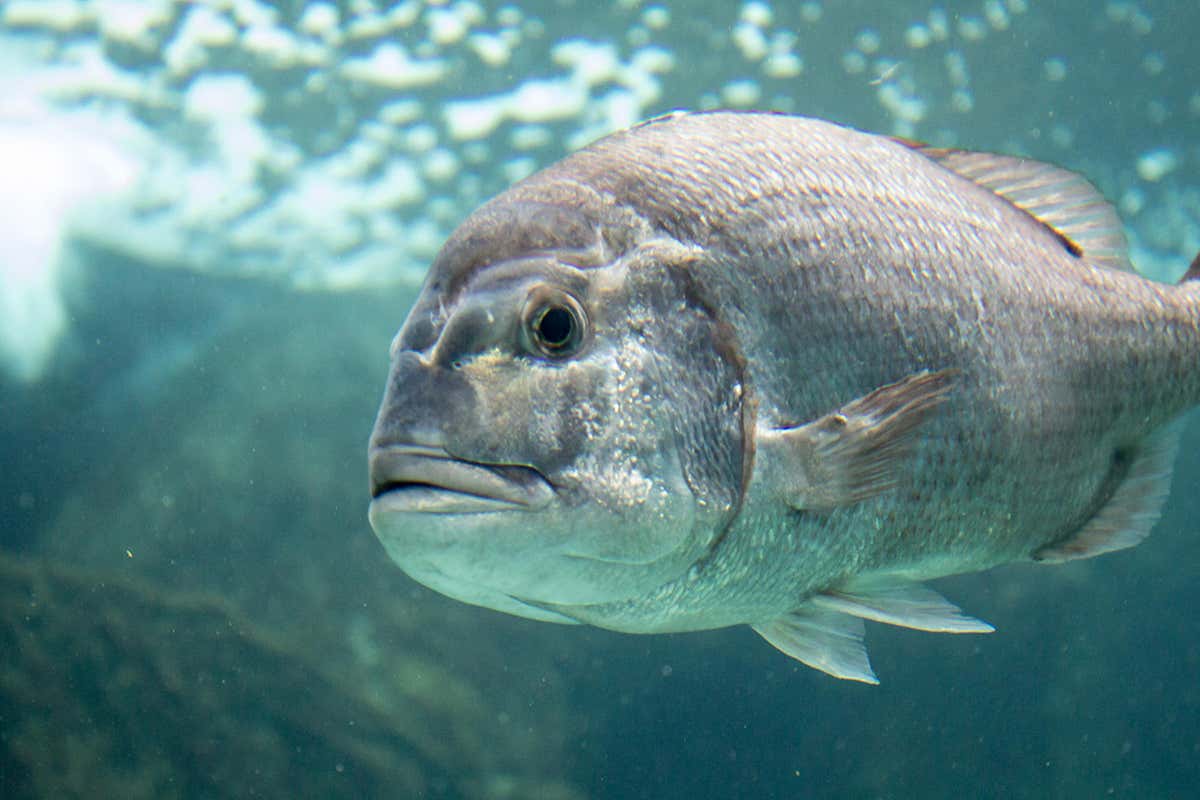 New Scientist. Science news and long reads from expert journalists, covering developments in science, technology, health and the environment on the website and the magazine.