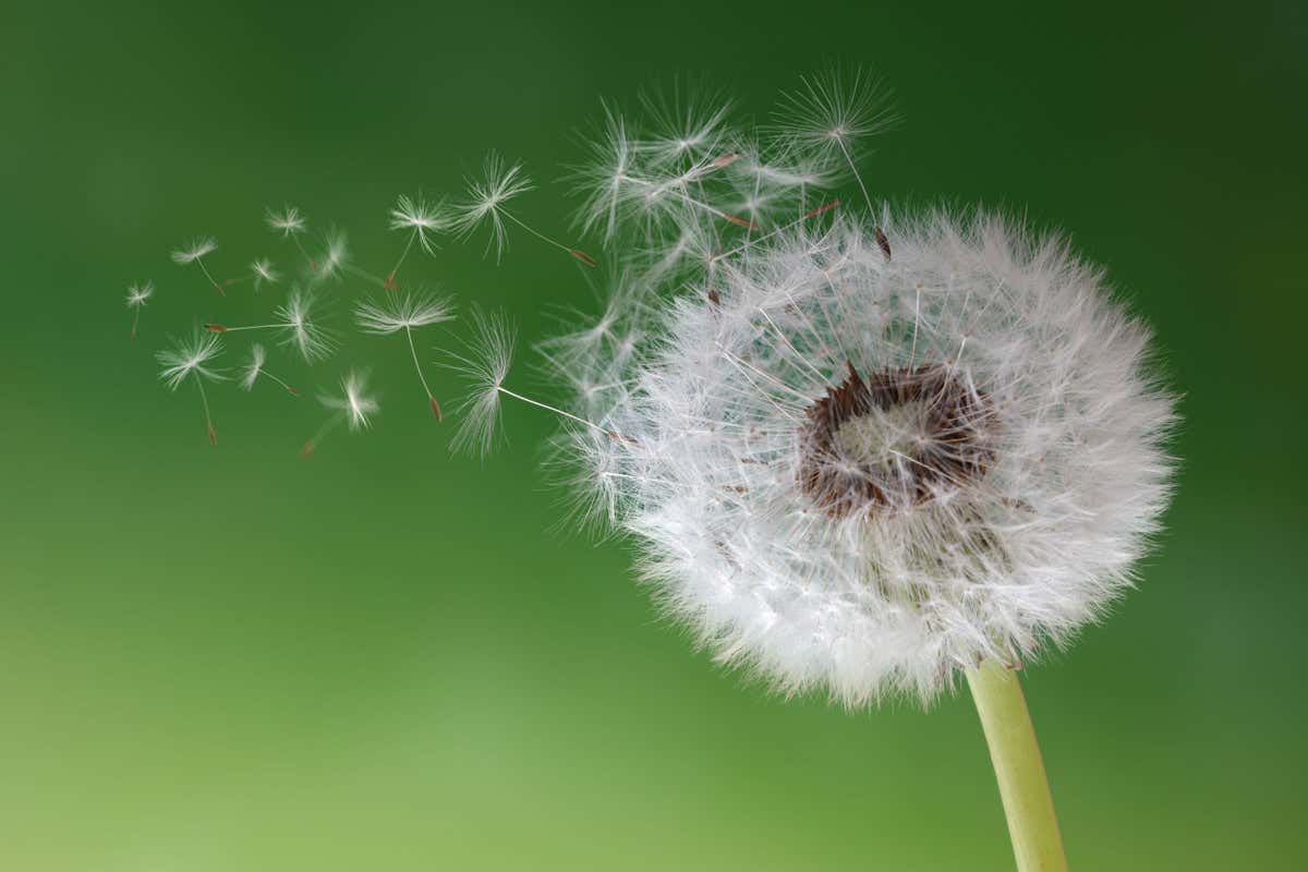 dandelion