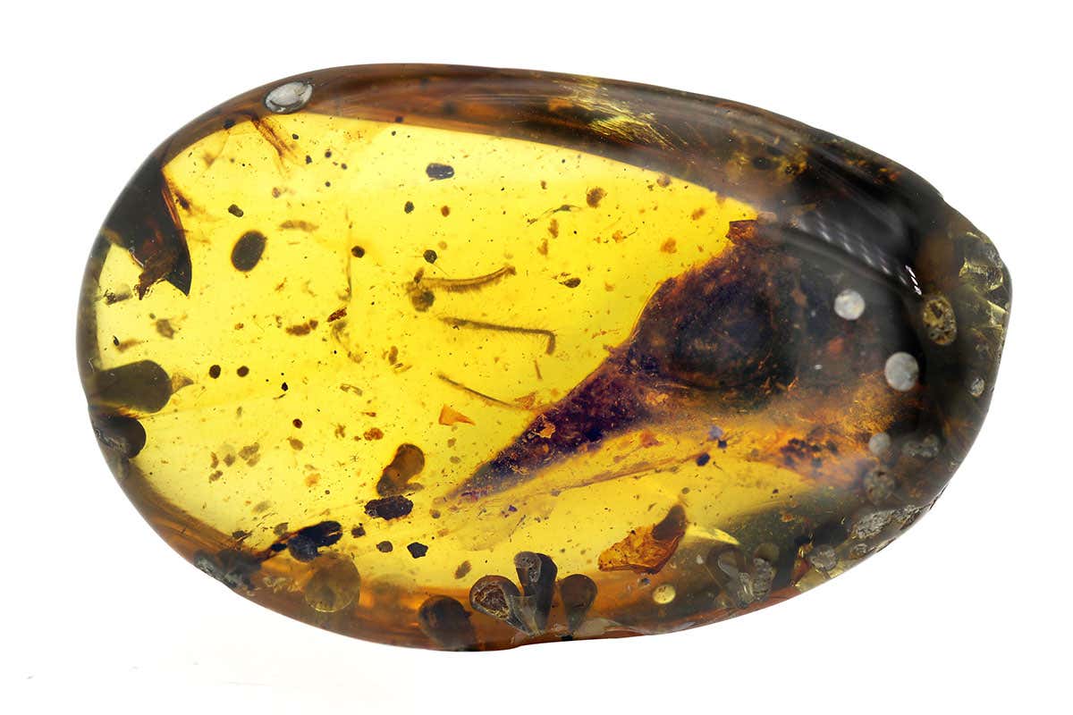 fossil in amber