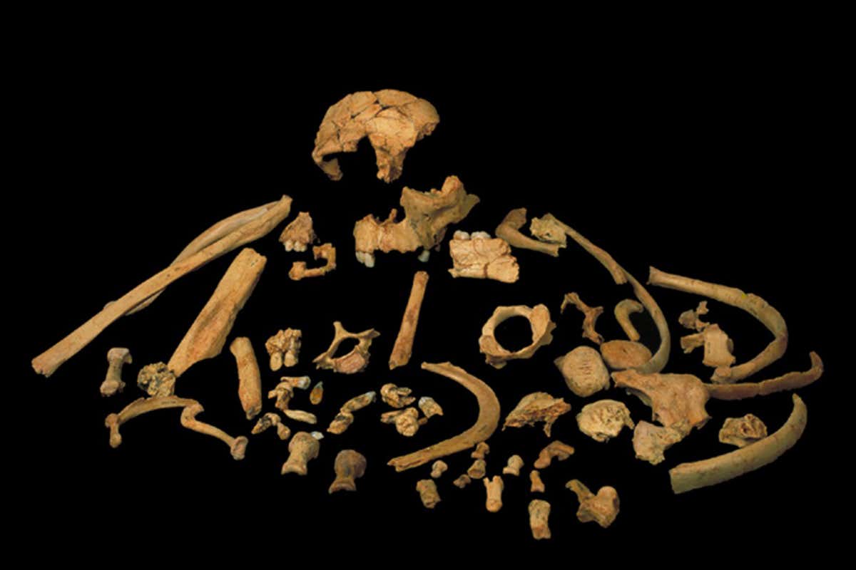 human fossil
