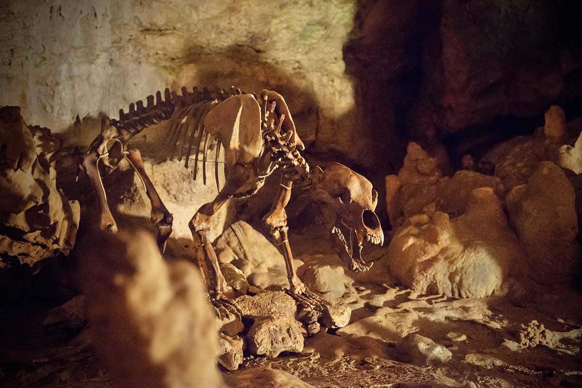cave bear skeleton