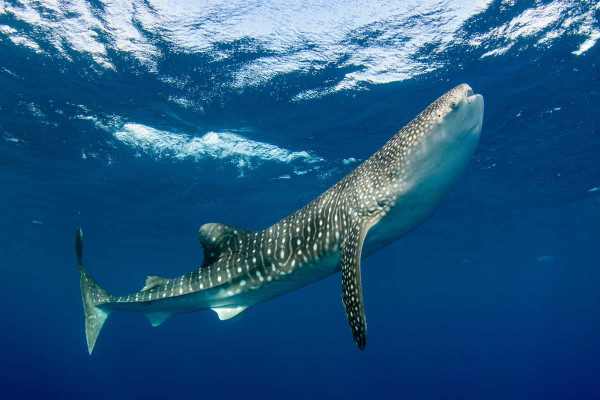 Whale sharks can live for at least 50 years – and probably longer