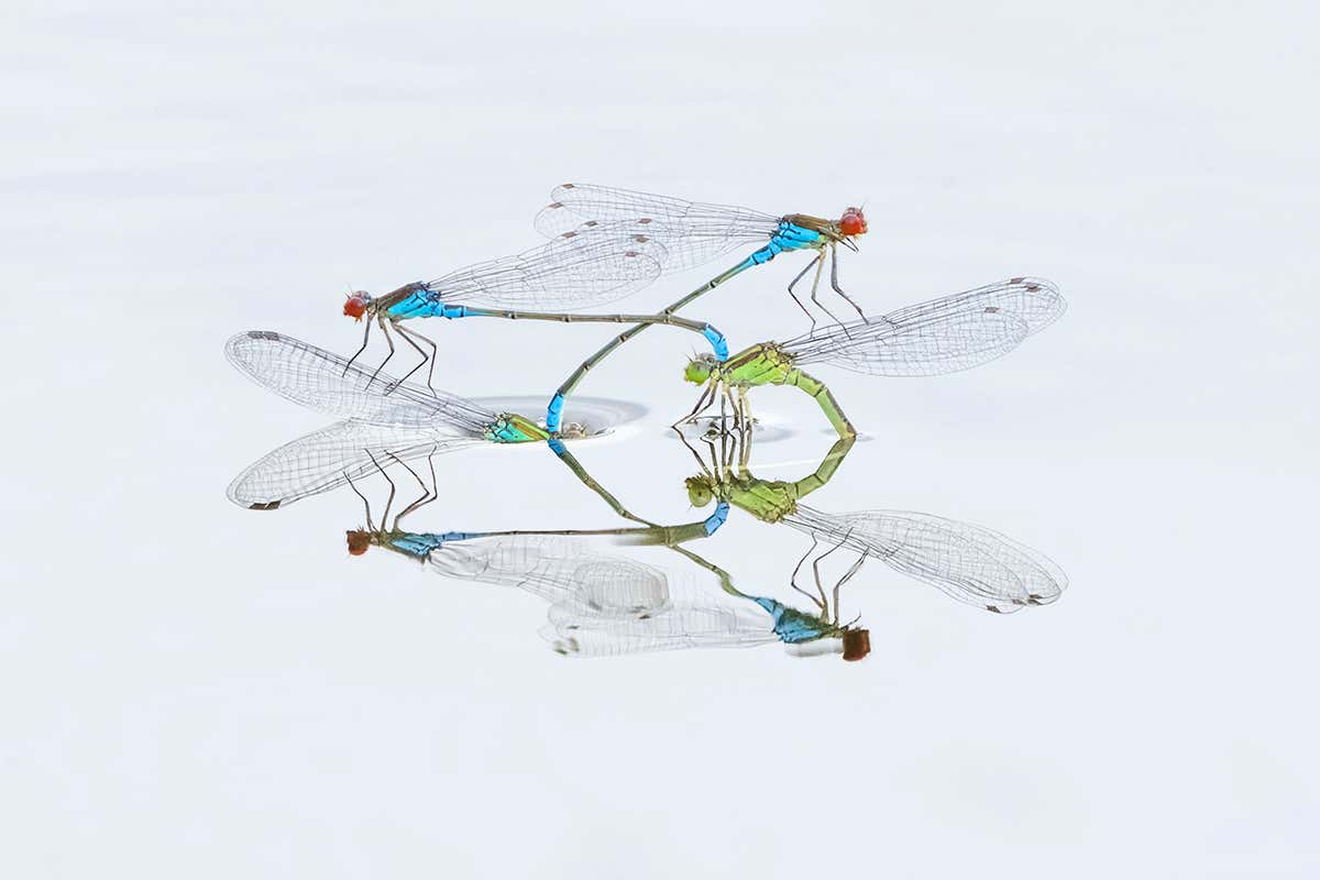 Dazzling damselflies and a SpaceX plume commended by photo awards