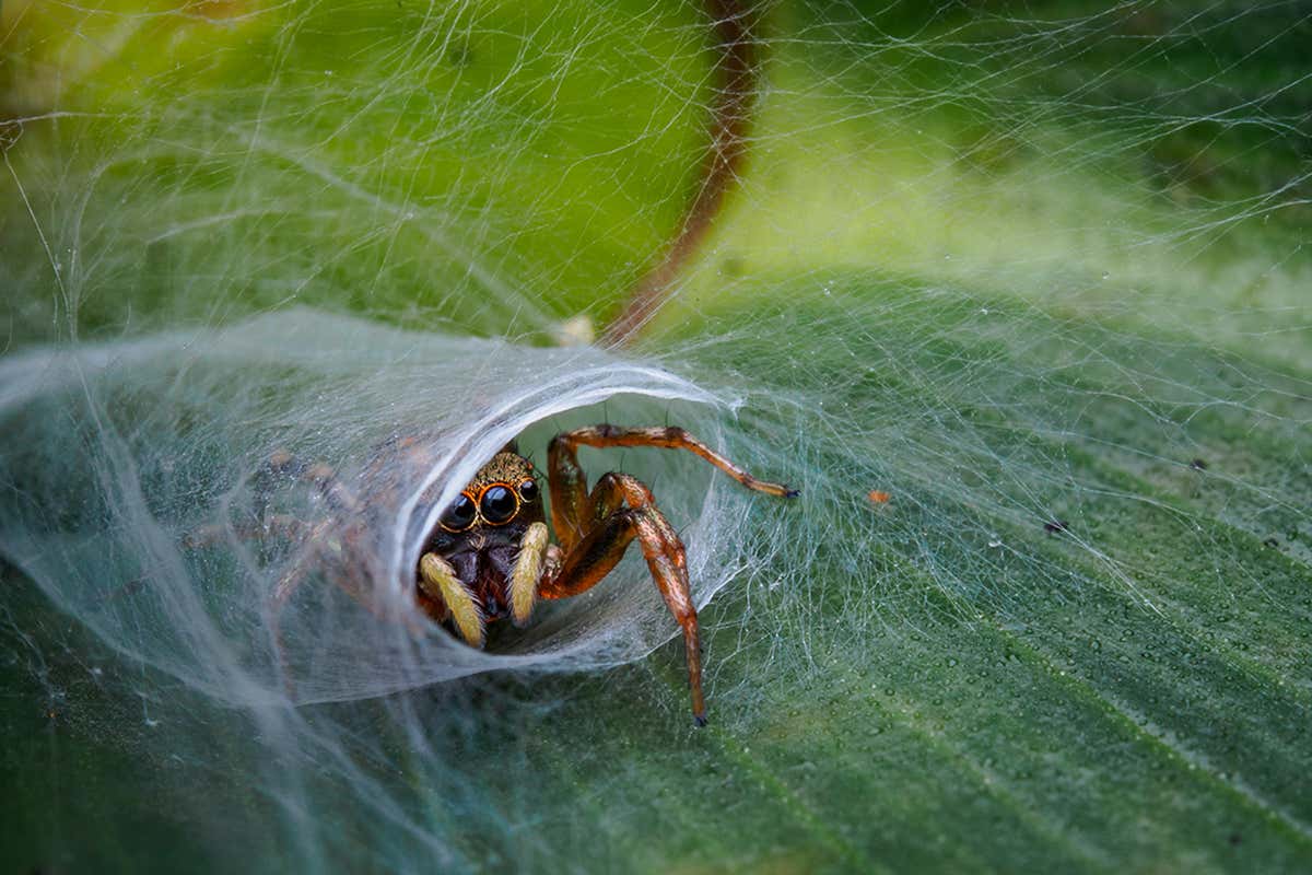 New Scientist. Science news and long reads from expert journalists, covering developments in science, technology, health and the environment on the website and the magazine.