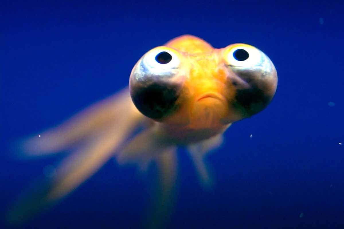 New Scientist. Science news and long reads from expert journalists, covering developments in science, technology, health and the environment on the website and the magazine.