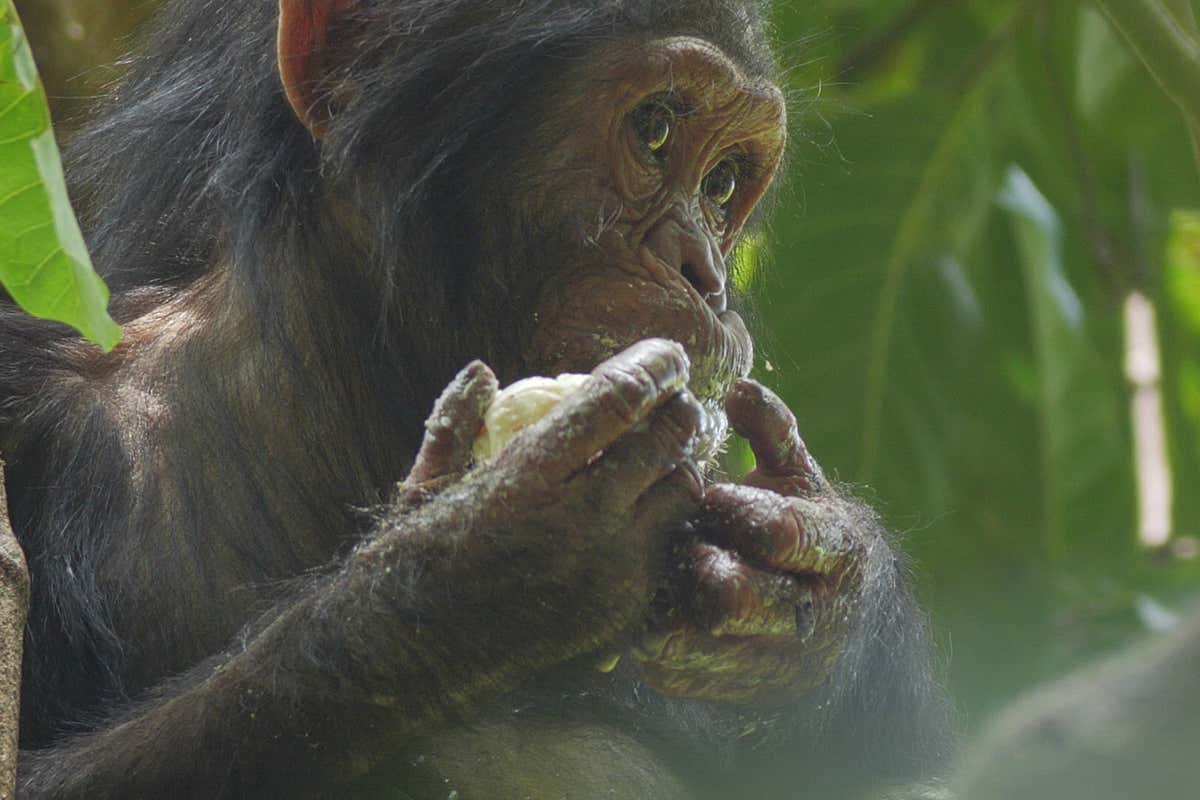 A chimpanzee eats a mango in a tree. National Geographic's JANE GOODALL: THE HOPE picks up where JANE (2017) left off, following Jane Goodall through three generations of advocacy work as she meets with everyone from schoolchildren in Zanzibar to Prince Harry and spreads a message of hope in a time of immense environmental change. (National Geographic/Bill Wallauer)