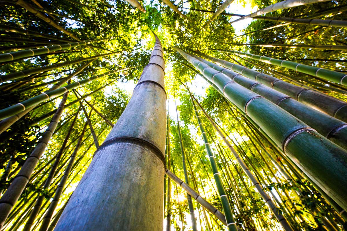 New Scientist. Science news and long reads from expert journalists, covering developments in science, technology, health and the environment on the website and the magazine.