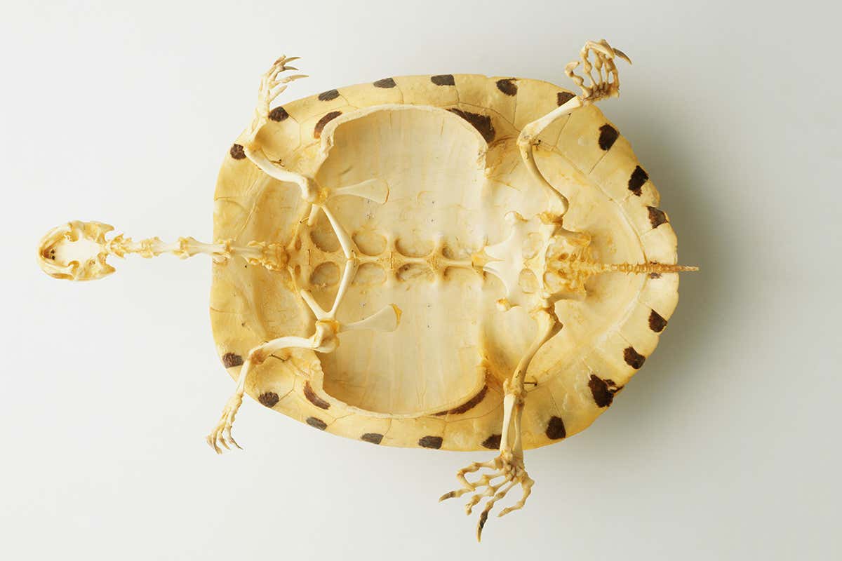 How the turtle got its shell: Amazing fossils are solving the mystery