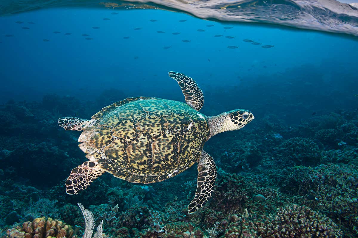 New Scientist. Science news and long reads from expert journalists, covering developments in science, technology, health and the environment on the website and the magazine.