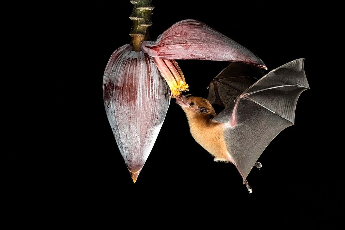 Analysis of 85 animals reveals which are best at holding their alcohol