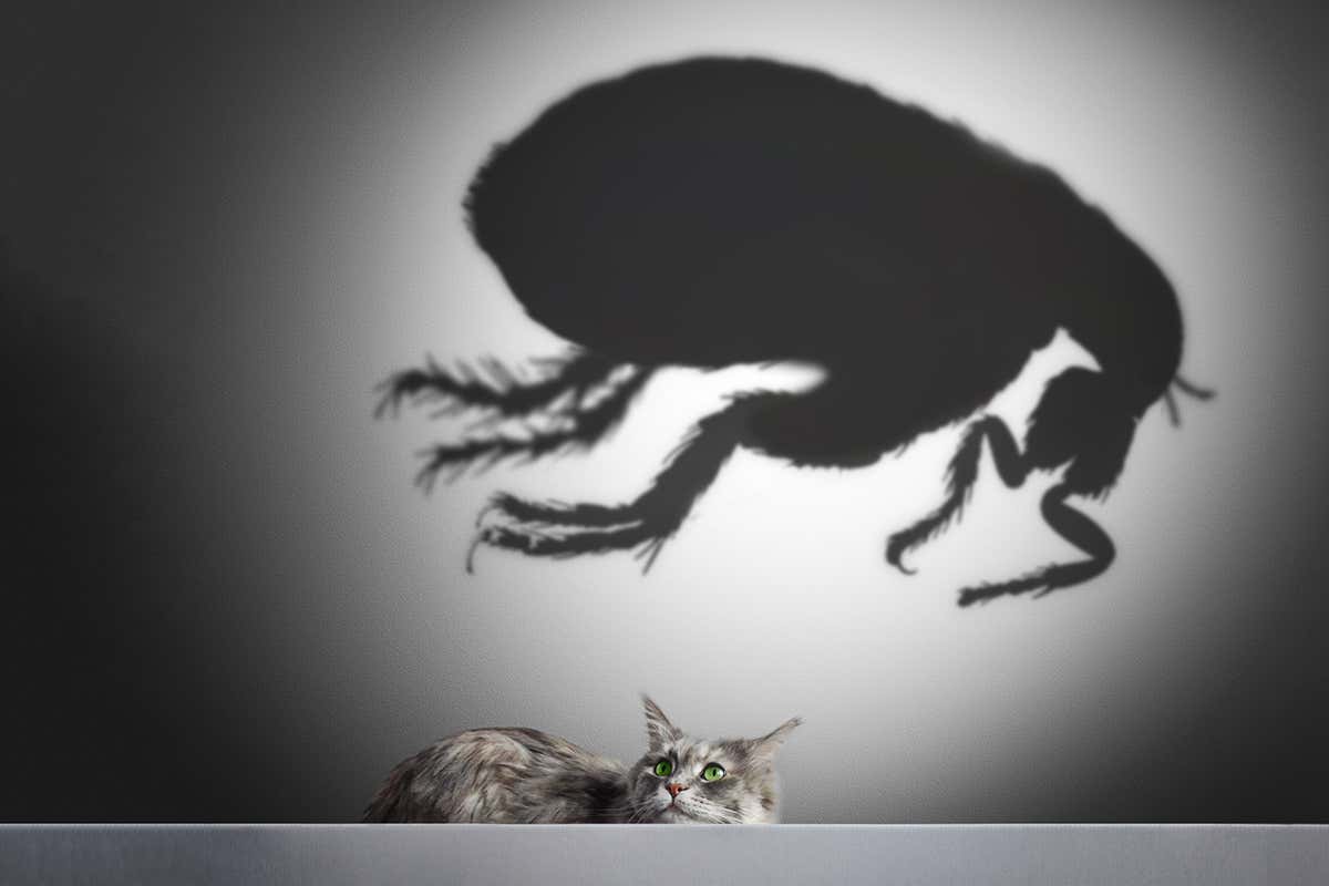 How small does an animal have to be to have small fleas?