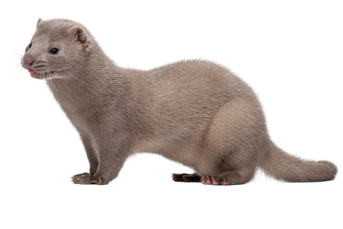 New Scientist. Science news and long reads from expert journalists, covering developments in science, technology, health and the environment on the website and the magazine.