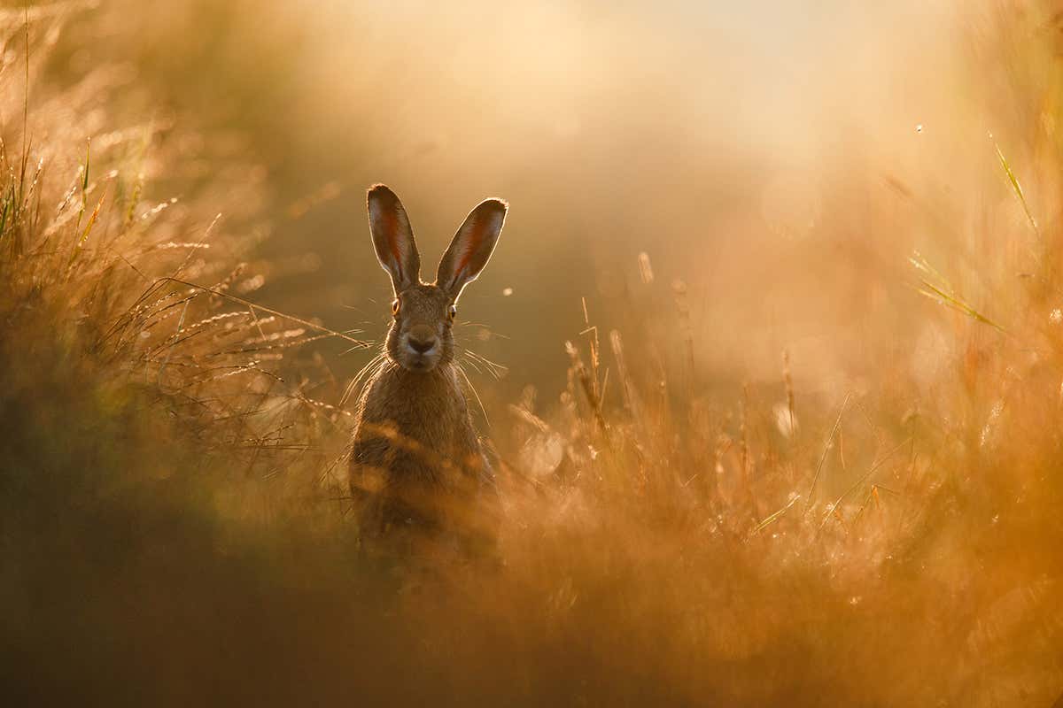 Rare sighting of European hare wins German nature photography award